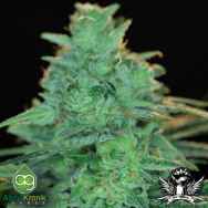 AlphaKronik Genes Seeds Cheddarhead